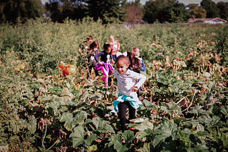 Pumpkin Patch